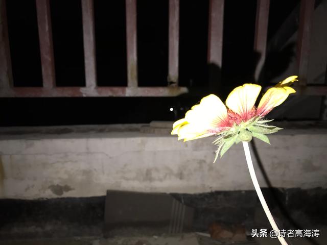 [伊人自拍]伊多拍是什么软件？