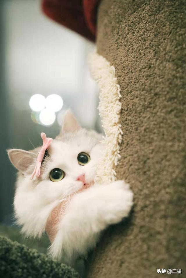 猫抓家具怎么办-猫抓家具怎么办?怎样让猫不抓家具