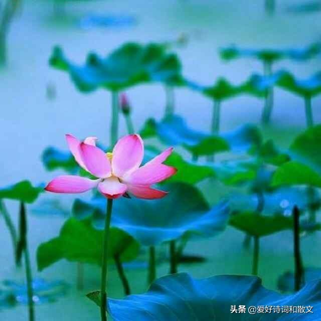 女人的微信名什么最好(图21)