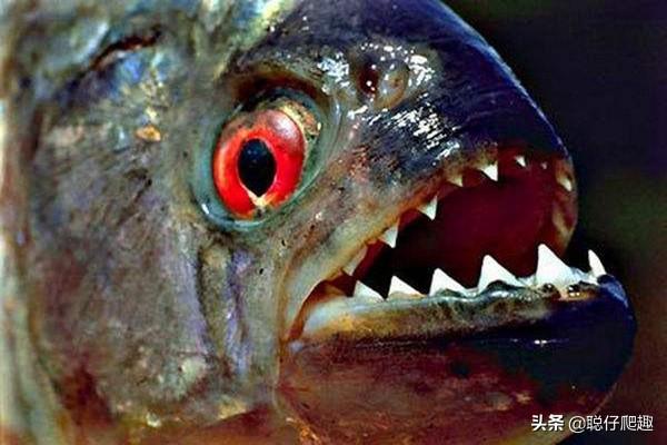 世界十大最危险的鱼类_世界十大最危险的鱼类是什么
