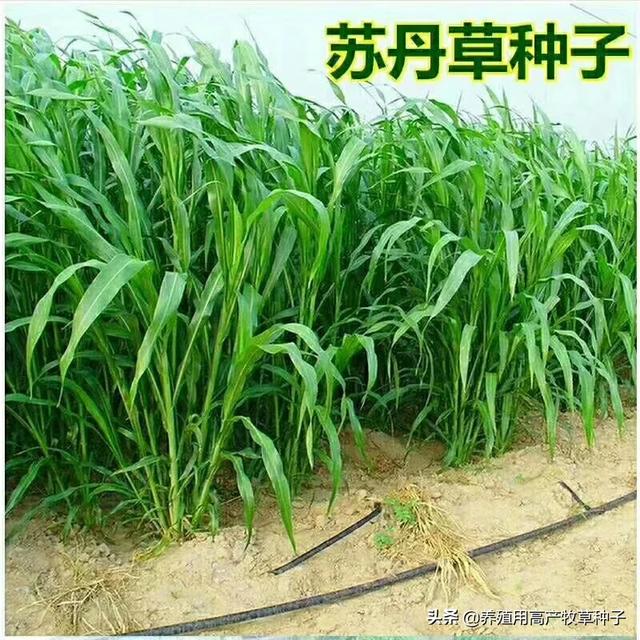 养羊种植什么牧草好?养羊种植什么牧草好些!