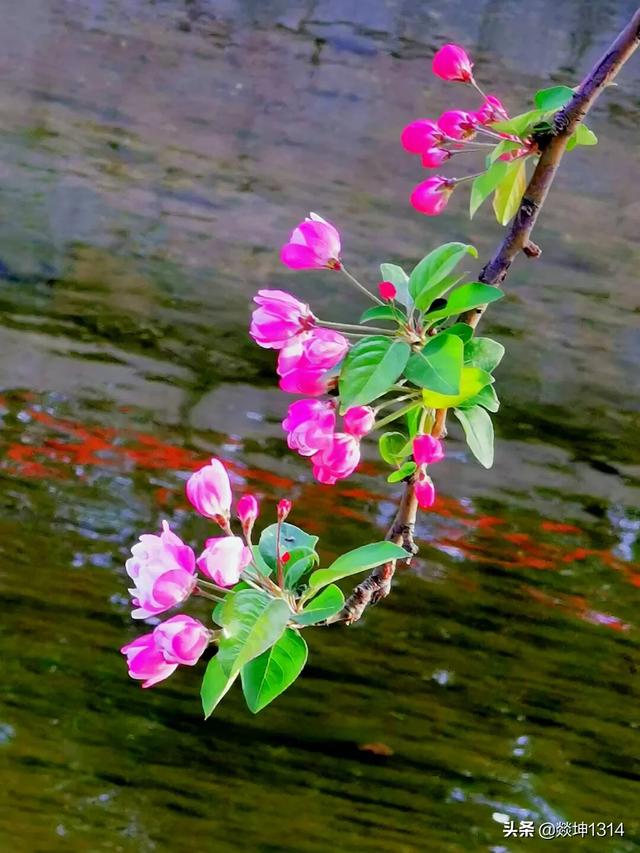 跨境电商合作公司有哪些
