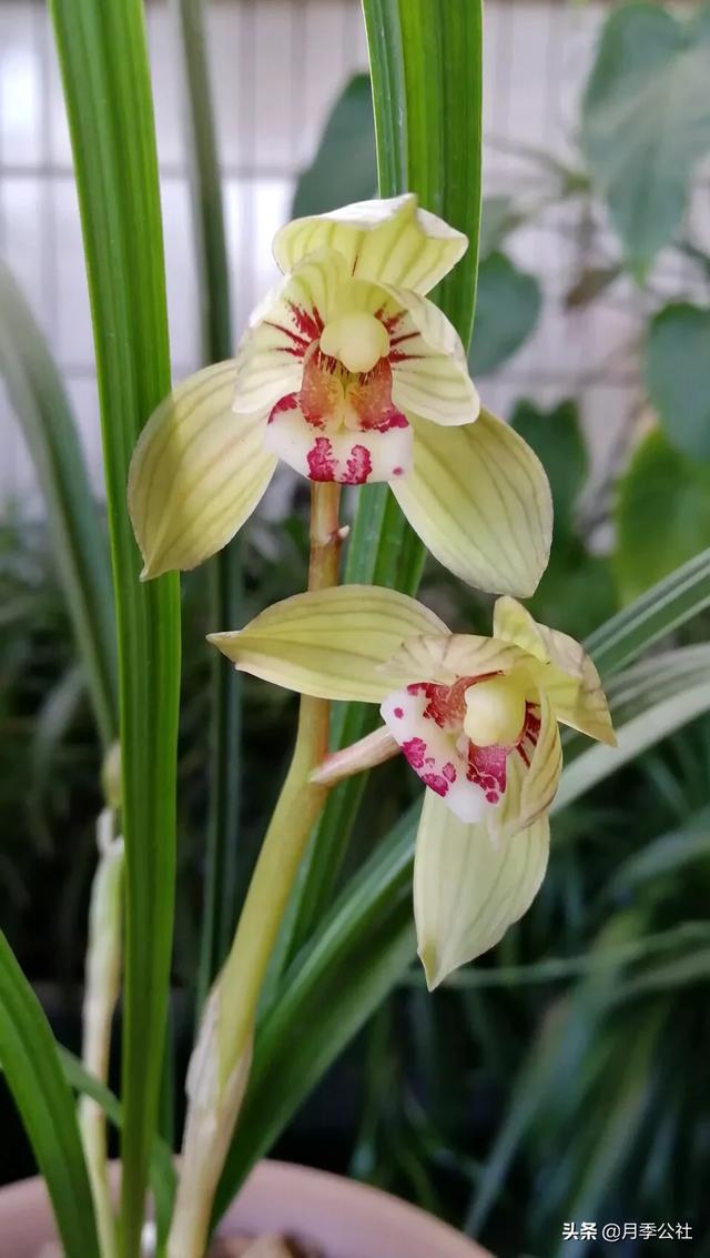 花卉组培课程?花卉组培技术!