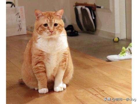 如何简便搭配食物营养均衡(图4)