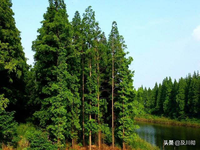 野生茶树9层楼高