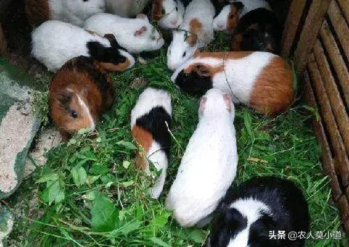 重庆大发饲料公司招聘-重庆大发饲料公司招聘信息