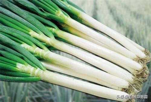 阳台大棚种植小葱,阳台大棚种植小葱可以吗