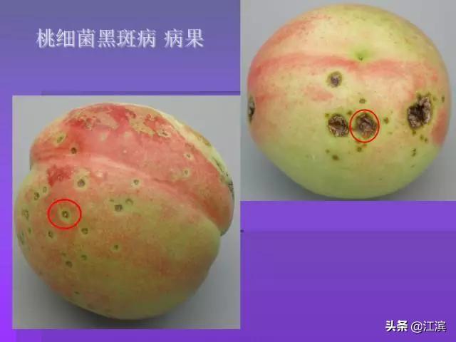桃树病虫害防治 （桃树病虫害防治全年用药表）