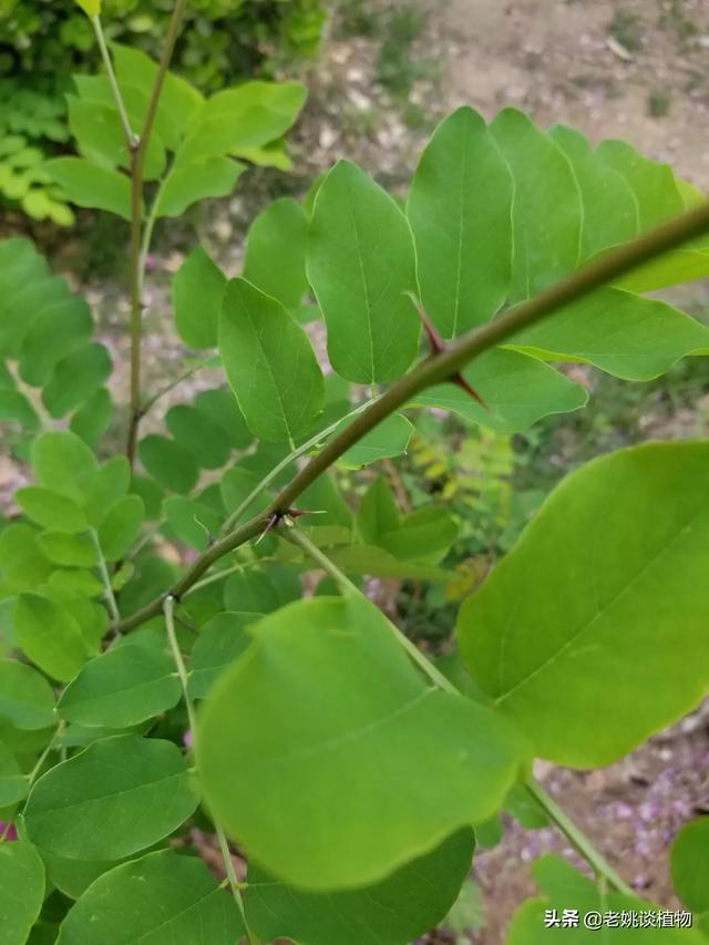 常见的树木种类有哪些,常见的树木种类有哪些图片