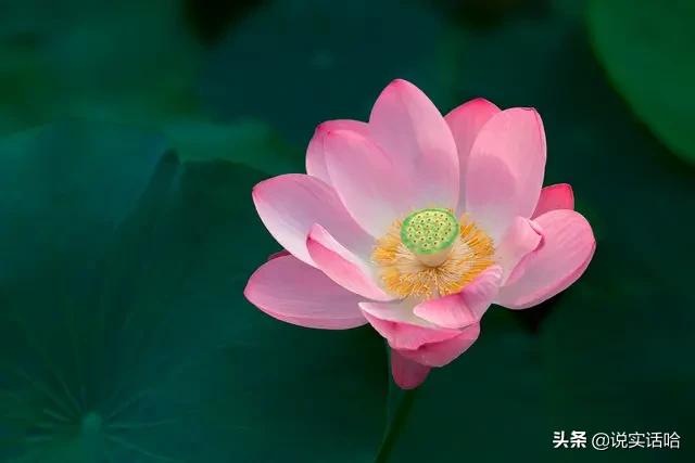 女性用什么头像安静可爱(图12)