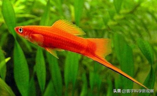 为什么热带鱼冬天会死呢？怎样才能让它冬天不死呢