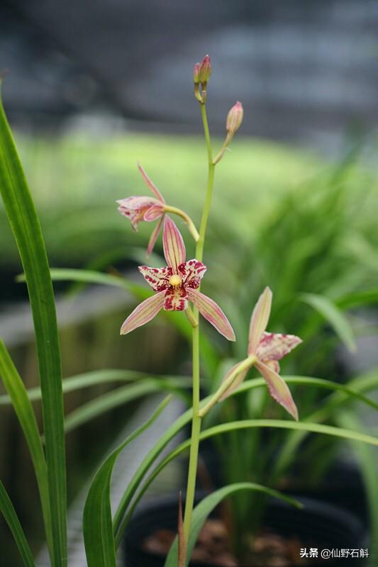 草花品种 （草花品种图片大全）