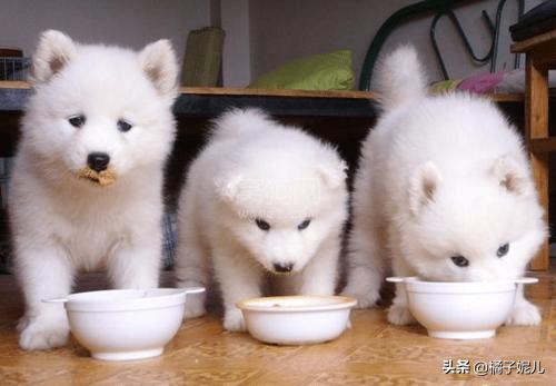 狗吐黄水是怎么回事
