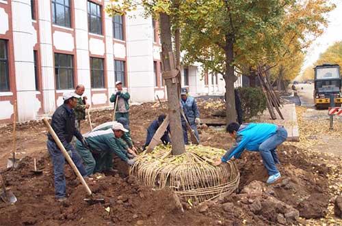 苗木移栽后要怎么养护 除虫的方法