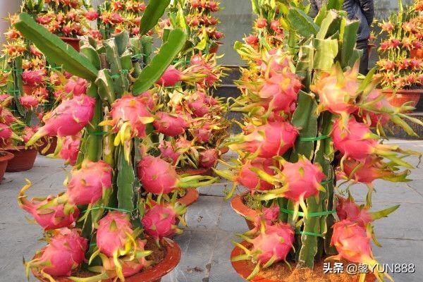 阳台种植火龙果,阳台种植火龙果怎么管理