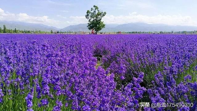 花园植物几点种植最佳,花园植物几点种植最佳呢