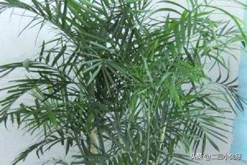 自己怎么修剪夏威夷竹子呢