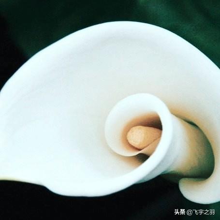 马蹄莲花 （马蹄莲花语）