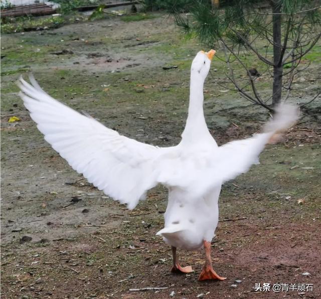 [我要的幸福很简单]其实幸福很简单的语录配的是哪首音乐？