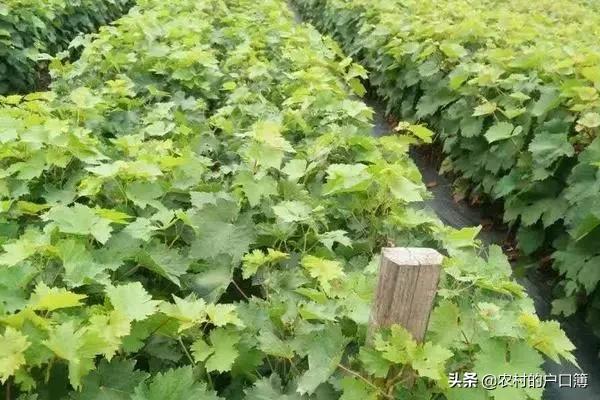 种植水果园设计意图简单,种植水果园设计意图简单一点