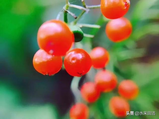 我吃西红柿作品哪部最好看_我吃西红柿作品新书2021