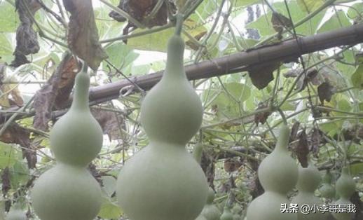 阳台葫芦种植技术,阳台葫芦种植技术视频