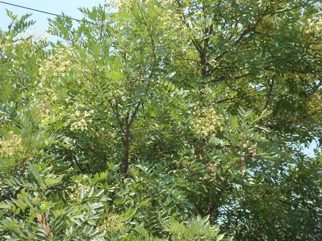 林业苗木种植方案,林业苗木种植方案怎么写