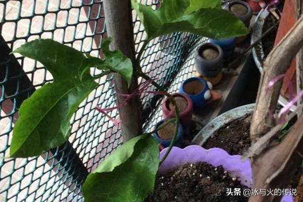 百香果阳台种植方法图,百香果阳台种植方法图百度百科