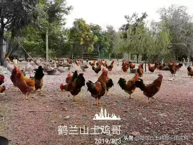 如何自制花艺鸡笼网视频? 如何自制花艺鸡笼网视频教程!