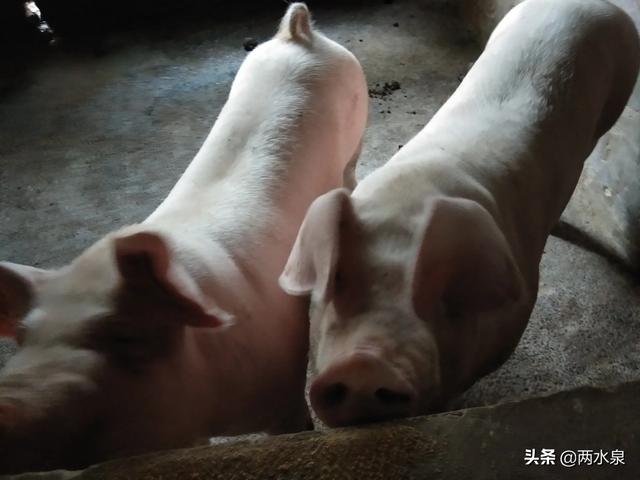 安庆市太湖县今日猪价-安庆市太湖县今日猪价多少
