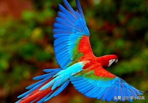 鸡饲料中的营养物质-鸡饲料中的营养物质一定比草中的少吗?