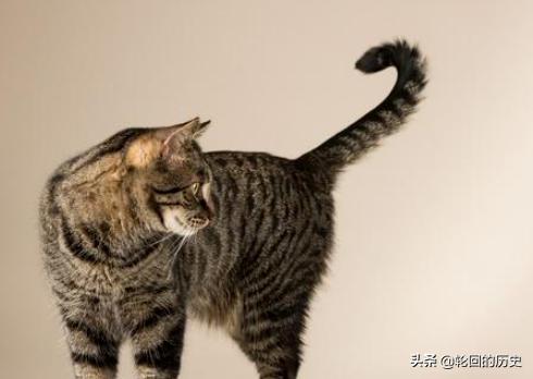 猫生气的叫声是什么,第5张