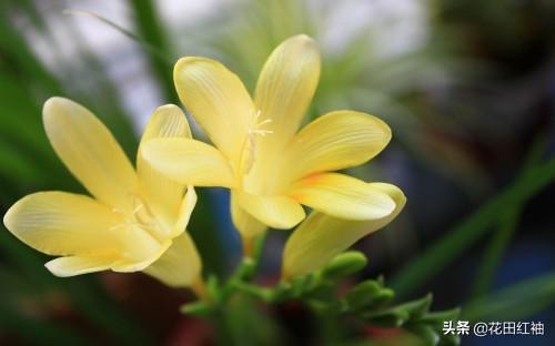 阳台种植草,阳台种植草莓的方法步骤