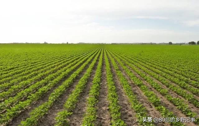 萝卜茎叶有什么功效(图10)