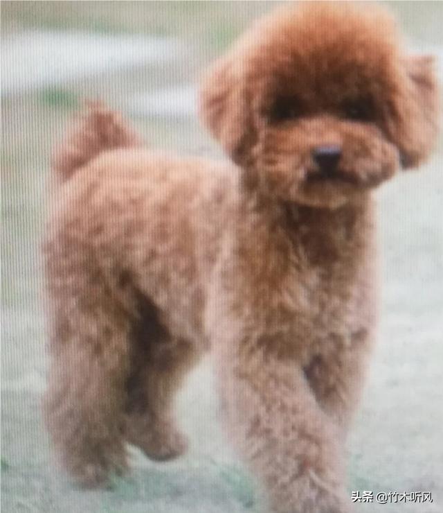 怎样能讨狗狗喜欢,第1张