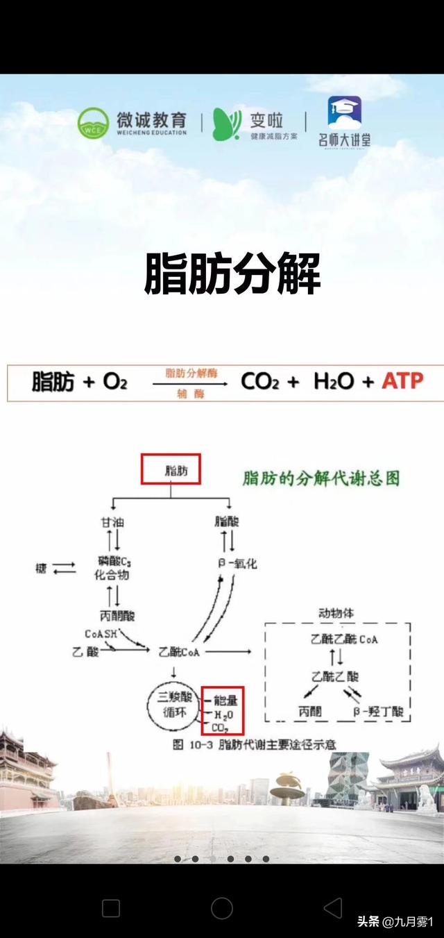 减肥最好的鸡蛋怎么吃(图47)
