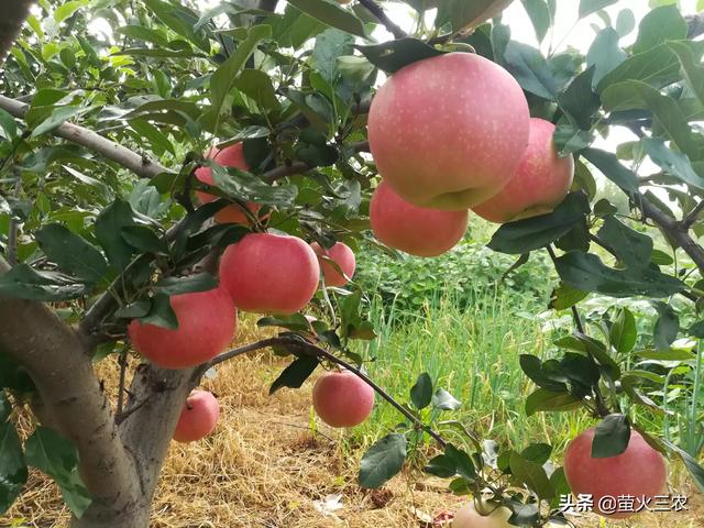 果园种植什么产量最好呢,果园种植什么产量最好呢视频