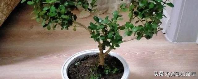 福建小叶黄杨怎么样