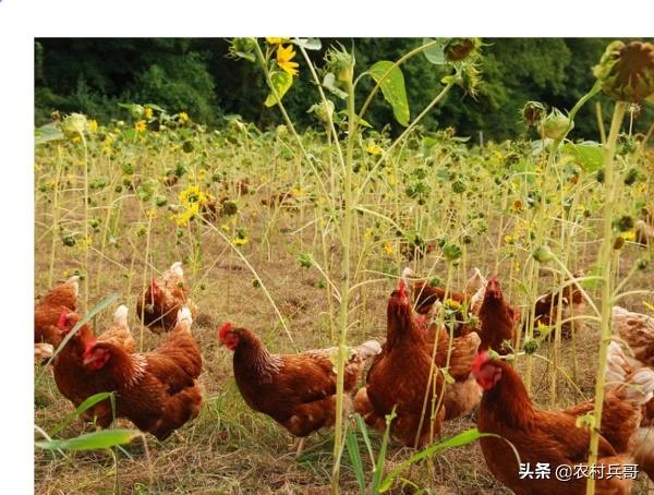 下蛋母鸡因该喂什么饲料-下蛋母鸡吃什么饲料