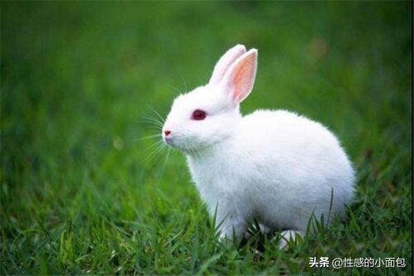 刚出生小兔子被母亲抛弃怎么办,第4张