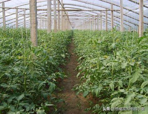大棚蔬菜种植前景，种植大棚蔬菜前景如何