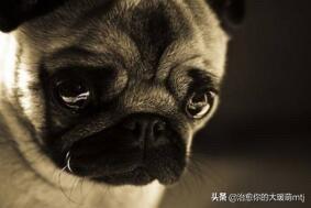 金毛为什么那么怂呢怎么改变