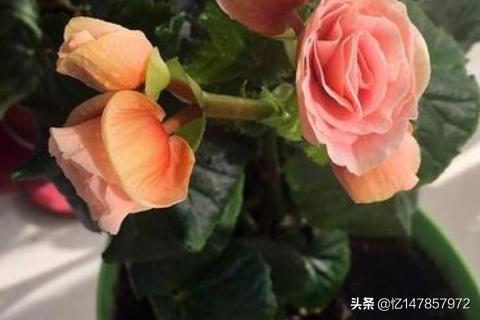 花卉怎样杀虫子