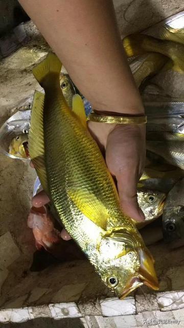 海魚圖片大全?海魚圖片大全及名稱!
