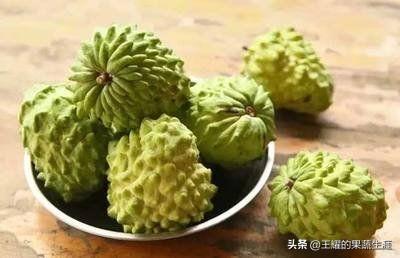 释迦果树种植方法，释迦果树种植方法管理