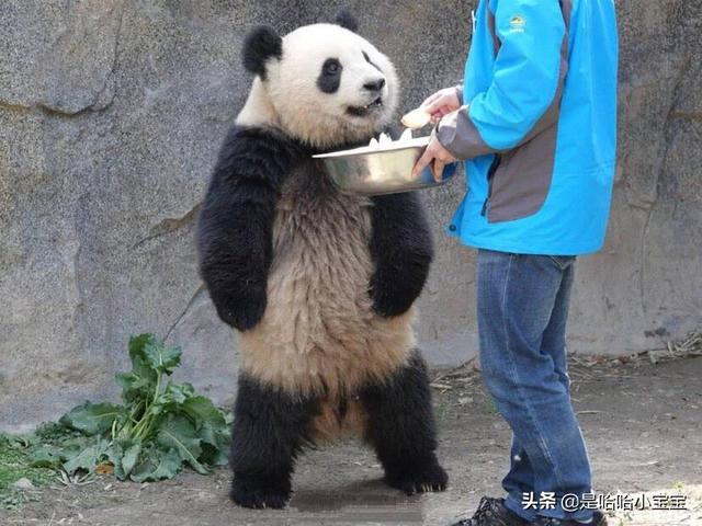 畜禽养殖技术员证书 想招聘肉羊养殖相关的技术人员，去哪里招聘？
