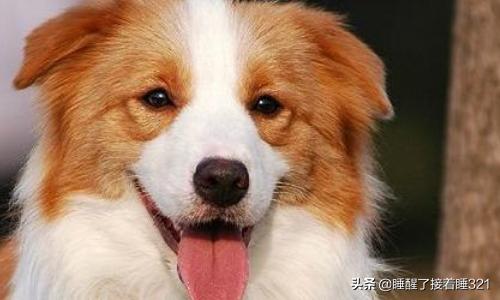 邊境牧羊犬價格?邊境牧羊犬價格多少錢一只!