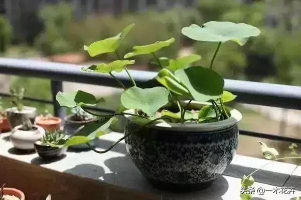 莲花园艺泥土种植,莲花园艺泥土种植方法