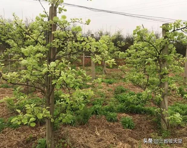 果园种驱蚊植物怎么种植,果园种驱蚊植物怎么种植的