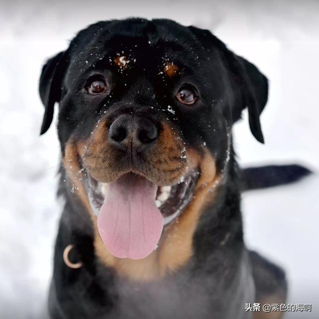 什么样的大型犬最好，最漂亮